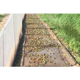 半亩田生态农业公司(图)-青蛙养殖技术-黔南青蛙养殖