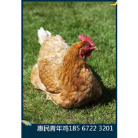 三伏酷暑，高温死鸡，养殖户该如何应对？