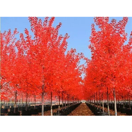 美国红点红枫大树2-8公分-红点红枫-金枫绿化