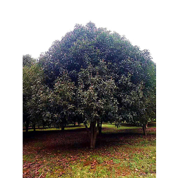 【长林农场】信誉保证(图)-桂花树的特点-上海桂花树