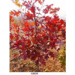 舜枫农林(在线咨询)-湖北火焰红栎-火焰红栎种子