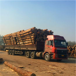 中林木材加工厂-辐射松方木-辐射松方木价格
