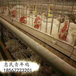 运城农大3号青年鸡养殖场 农大3号青年鸡今日出厂价