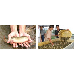 南充泥鳅-丰鸿生态农业-池塘养殖泥鳅