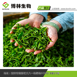 绿茶提取物生产厂家-绿茶提取物-西安博林