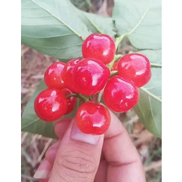 怒江食用樱桃-云南俊坤苗圃-怒江食用樱桃批发