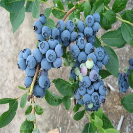 滨州北陆蓝莓苗订购价品牌企业