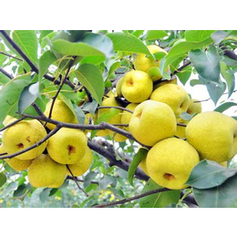 砀山酥梨产地服务介绍「多图」