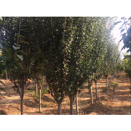 泰景苗木-东平海棠种植基地-8公分海棠种植基地