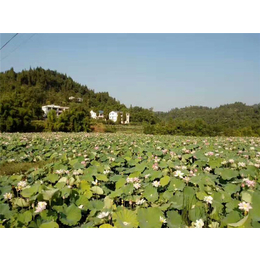 莲子通芯机*-莲子通芯机-兴莲机械莲子机(查看)