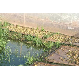 半亩田生态公司(图)-青蛙养殖技术培训-四川青蛙养殖