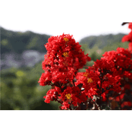 江西供应美国紫叶紫薇苗批发一年生红叶紫薇树苗