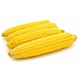 大量求购玉米-汉光现代农业(在线咨询)-福州求购玉米