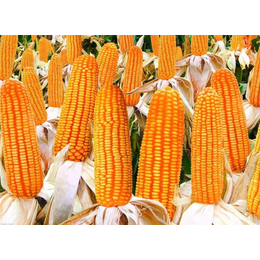 大量求购玉米-延安求购玉米-汉光农业有限公司(查看)