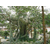 山西假树-太原恒阳园林-假树哪家好缩略图1