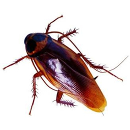 威海环翠区灭蟑螂杀蟑螂药  处理蟑螂方法  杀虫公司