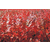 江西出售红冠红枫扦插小苗 红冠红枫扦插小苗哪有卖的缩略图4