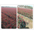 红叶石楠球-金华好彩苗木品种齐全-今年红叶石楠球价格缩略图1