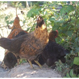 土鸡养殖价格-商洛土鸡养殖-泉儿沟养殖场