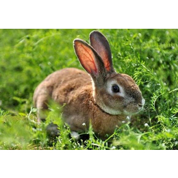 临夏养殖兔子-锦腾兔子养殖场-养殖兔子批发