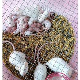 小白鼠养殖-武汉农科大高科技-哪里有养殖小白鼠的