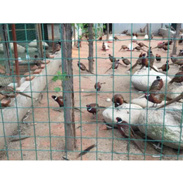 超兴金属丝网(多图)-养鸡养殖铁丝网-泰州养殖铁丝网