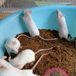 益阳小白鼠养殖-武汉农科大高科技公司-实验小白鼠养殖
