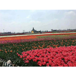 青州市皓旭花卉(图)-时令花卉图片-崇左时令花卉