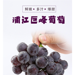 郑州巨峰葡萄-一年一茶东坪高山茶-巨峰葡萄品种