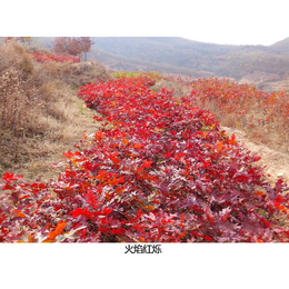 火焰红栎-舜枫农林火焰红栎-火焰红栎管理技术