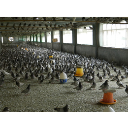 商品鸽养殖技术-吉林商品鸽-山东中鹏农牧(在线咨询)