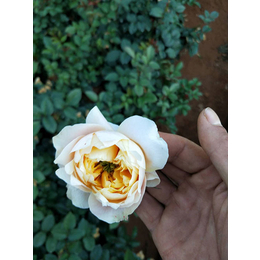 怒江卡罗拉玫瑰苗零售-红瑞花卉-怒江卡罗拉玫瑰苗