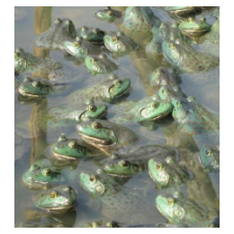 美蛙养殖技术培训-西双版纳美蛙养殖-半亩田青蛙养殖(查看)