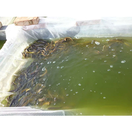 天津泥鳅苗养殖-有良水产养殖
