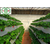 天津草莓立体支架式栽培A种植槽种植设备华耀生产缩略图4