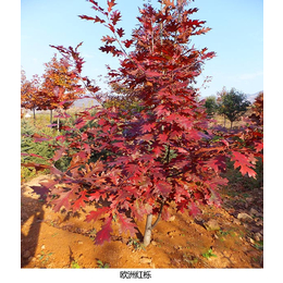 吉林欧洲红栎-日照舜枫-欧洲红栎种子