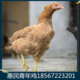 云南海兰褐后备鸡饲养密度 60日龄海兰褐后备鸡适宜温度
