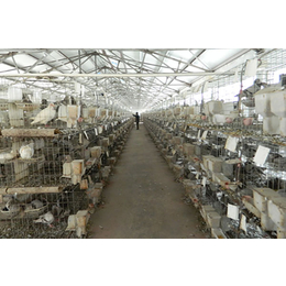 肉鸽养殖技术-山东中鹏农牧(在线咨询)-山西肉鸽