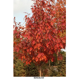 欧洲红栎批发价-欧洲红栎-舜枫农林
