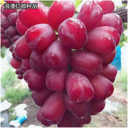 红宝石红柚批发-衢州红宝石红柚-仙蜜果*好(查看)