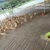 塑料鸡鸭网床 高架网床养鸡 鸡用塑料粪板缩略图2