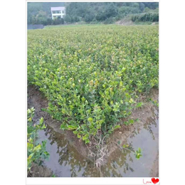 苗圃促销油茶苗洛湖南油茶苗价格优惠啦长沙油茶苗甩卖上宏景