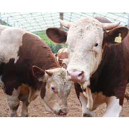 西门塔尔种牛繁育基地在哪里-池州畜源牧业-嘉兴种牛繁育