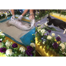 宠物殡葬公司-安徽宠物殡葬-宠灵宠物