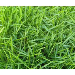 麦冬草坪厂家-郴州天行绿茵草皮-北京麦冬草坪