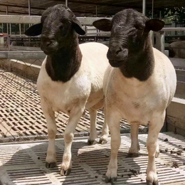 供应纯种杜波羊种公羊怀孕母羊6个月美国白山羊