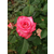 红河卡罗拉玫瑰种苗-红瑞花业玫瑰苗批发缩略图1
