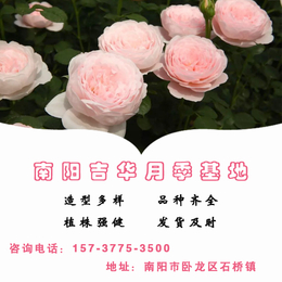 滨州盆栽月季-吉华月季观赏性强-室内盆栽月季