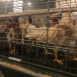 湖南適合養殖的蛋雞品種海蘭灰