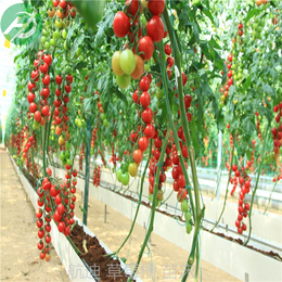 水培槽的应用-用于水培蔬菜-水培花卉